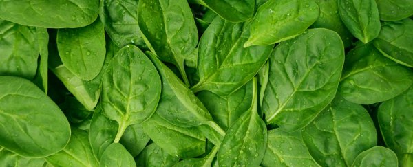 Here's why leafy green vegetables are key for good digestion