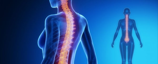 Scientists have regenerated nerves after spinal cord injury