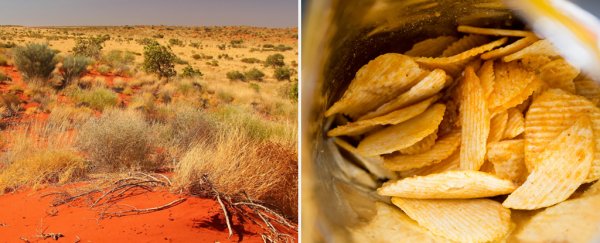 Scientists have discovered a grass that tastes like salt and vinegar chips