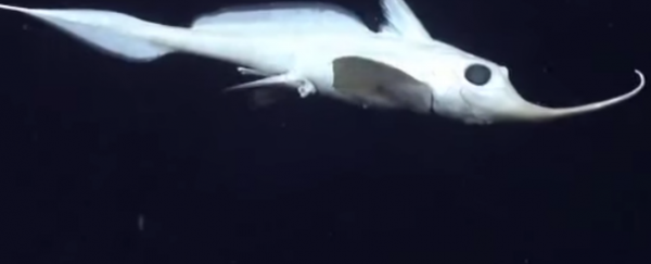 WATCH: Deep-sea spookfish is one of the world's most eerily beautiful animals