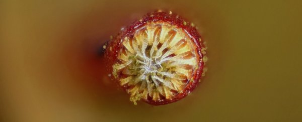 Fungi harness the power of physics to hurl their spores into the world