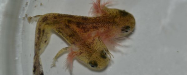 Don't worry - this rare two-headed salamander is not radioactive