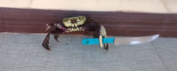 Sorry guys, that viral video of a knife-wielding crab was a hoax