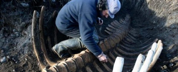 Headless skeleton of enormous extinct sea cow has been unearthed in Siberia