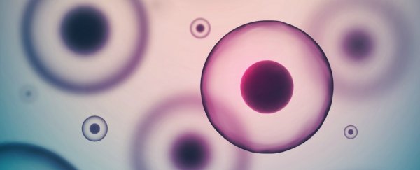New stem cell treatment using fat cells could repair any tissue in the body