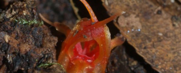 New flower discovered in Australia smells like rotting fish
