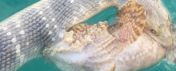 Venomous stonefish and sea snake caught in bizarre battle