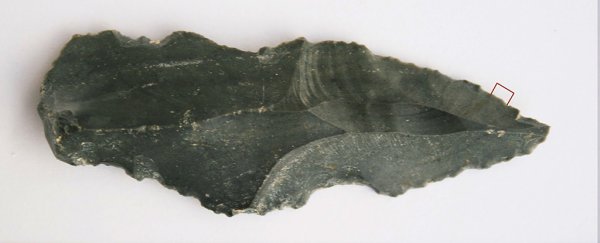 This ancient stone tool reveals what we were eating 250,000 years ago