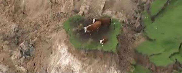 New Zealand’s massive earthquake left three cows stranded on 'quake island'