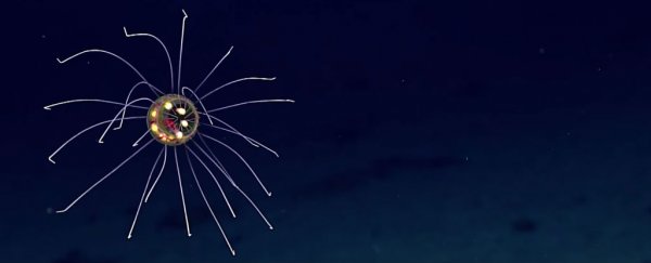 WATCH: This crazy alien jellyfish was just spotted near the Mariana Trench