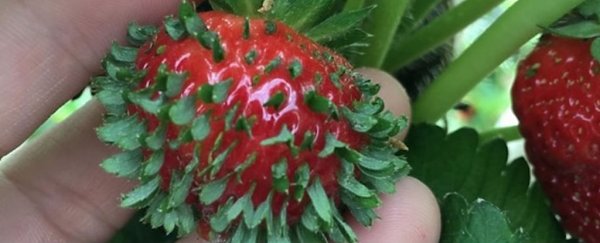 Here's why this picture of a strawberry is freaking people out