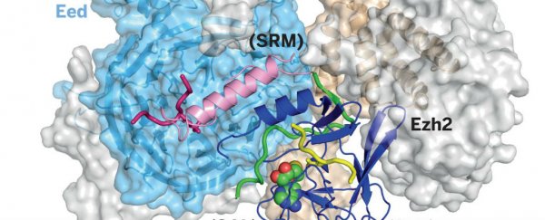 Scientists finally figure out the structure of a key cancer-driving enzyme