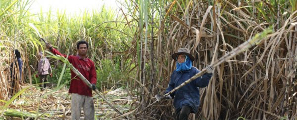 There's a worldwide sugar shortage happening right now, thanks to El Niño