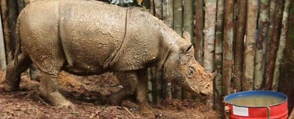 The world’s smallest rhino has just been sighted in Borneo for first time in 40 years