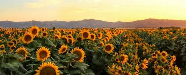 We finally know how sunflowers track the Sun across the sky