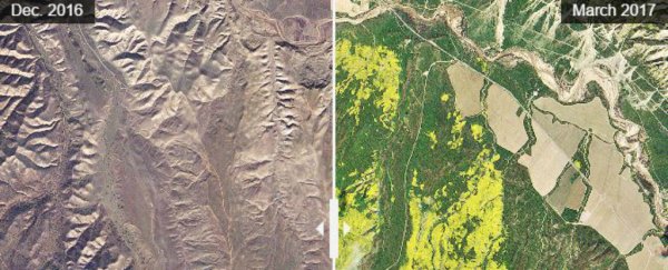 California's poppy superbloom is so epic it can be seen from space
