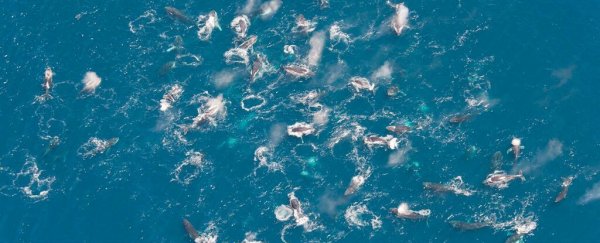 Humpback Whales are Forming Mysterious 'Super-Groups', and No One Can Explain It