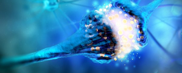 This protein in your brain could be at the heart of creating memories