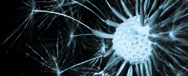 Scientists discover a key mechanism that could prevent Alzheimer's-related memory loss