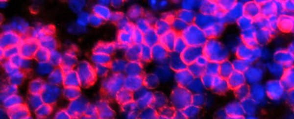 Scientists have created an artificial organ that can pump out cancer-fighting T-cells