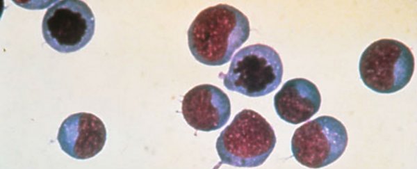 One person’s cancer can be fought using someone else’s immune cells, study finds