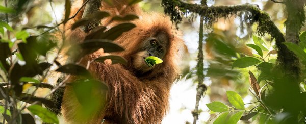 A surprising new orangutan species was just identified, and it's critically endangered