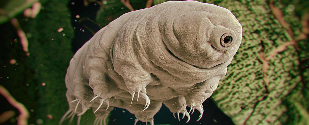 These Adorable Little Animals Will Survive Nearly Any Global Apocalypse : ScienceAlert