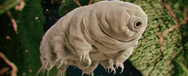 Scientists fired tardigrades out of a gun to see if they can survive space impacts