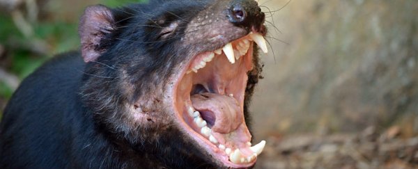 Tasmanian devils are rapidly evolving resistance to contagious cancer