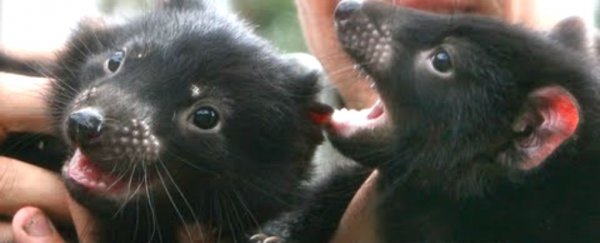 Tasmanian devil milk kills several deadly superbugs that are resistant to existing drugs