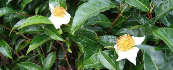 The tea plant's genome has been unlocked - and it's 4 times that of coffee