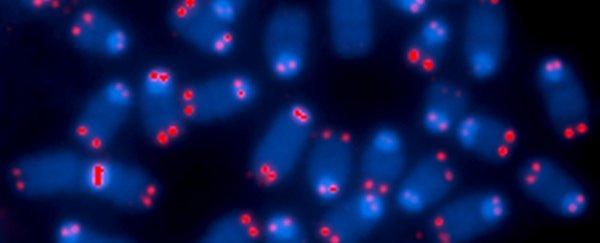 Scientists think they've found a hormone that reverses cell ageing in humans
