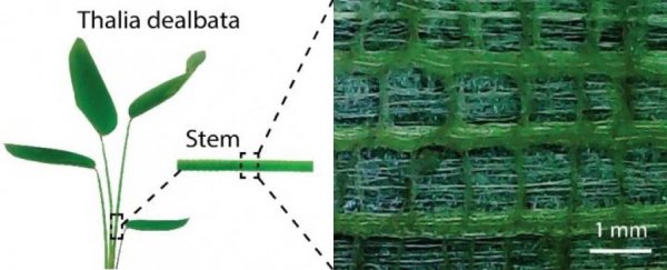 The perfect material for flexible electronics is based on a plant