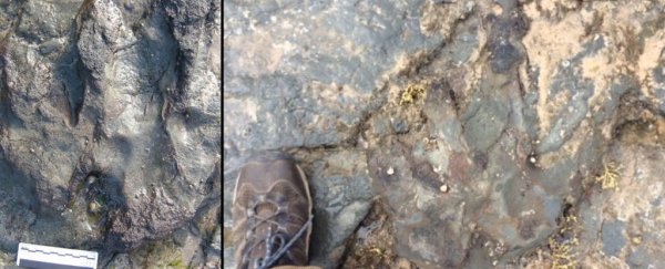 Vandals have damaged a 115 million-year-old dinosaur footprint in Australia