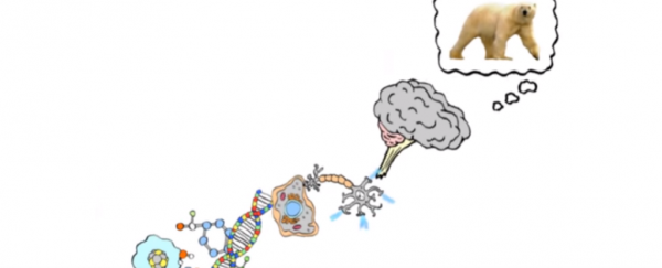 Watch: What is a thought made of?
