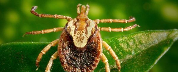 Proteins found in tick spit could save you from heart disease