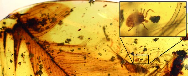 We have the first direct evidence that ticks really did feast on dinosaur blood