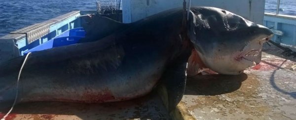 Giant tiger shark caught off the coast of Australia