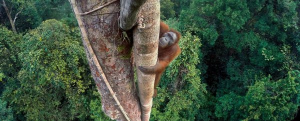 These are the incredible winners of the 2016 Wildlife Photographer of the Year awards