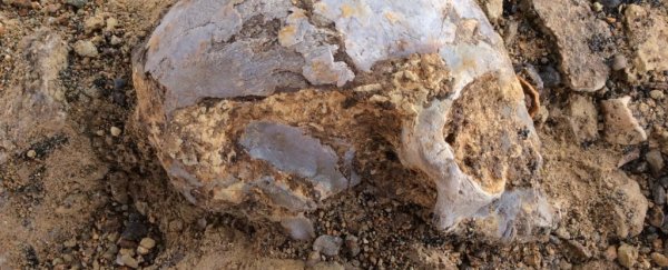 Prehistoric baby skull shows what our common ancestor with apes may have looked like