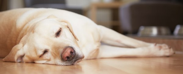 Why are you always tired, even though you get enough sleep? Science has some answers