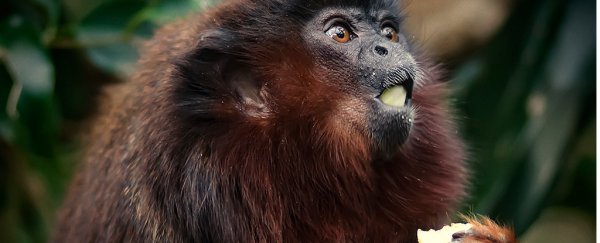 Have scientists pinpointed 'jealousy' in the primate brain? Not so fast