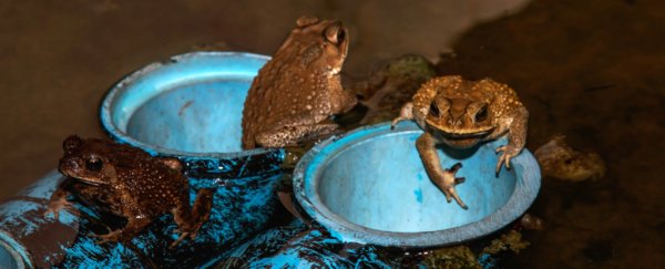 A jar of decapitated toads has been found in a 4,000-year-old burial