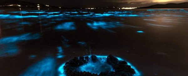 These amazing photos show the Aurora Australis above a bioluminescent sea