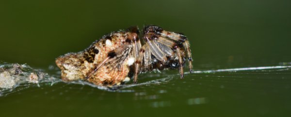 These strange spiders have the fastest internal clocks in nature