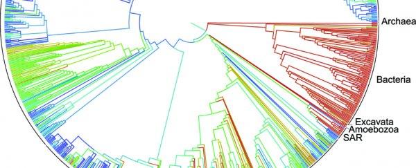 Scientists publish most comprehensive ‘tree of life’ yet, with 2.3 million species