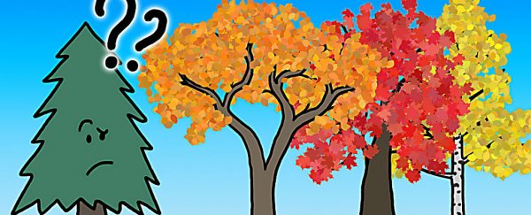 Watch: Here's the real reason leaves change colour in the fall