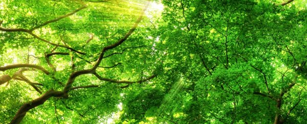 Trees are way better at cooling the climate than we thought