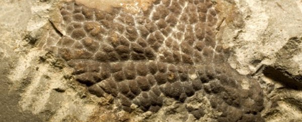 Tyrannosaurus rex has scaly skin and wasn't covered in feathers, says study