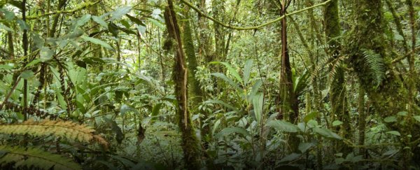 Tropical forests are absorbing way more carbon dioxide than we thought